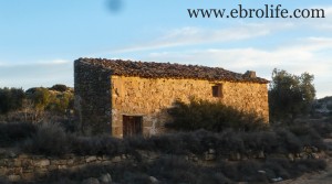 Olive farm near Maella en oferta por 39.000€