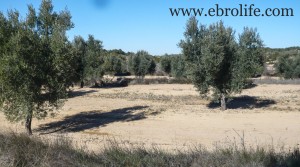 Detalle de Finca de olivos y almendros en producción con olivos por 27.000€