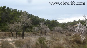 Foto de Finca con pinares y roquedales con almendros