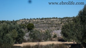 Vendemos Finca de olivos y almendros en producción con almendros