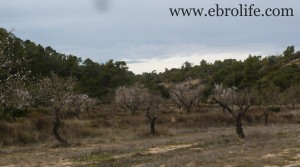 Se vende Finca con pinares y roquedales con almendros por 36.000€