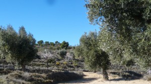 Finca de olivos y almendros en producción para vender con masía