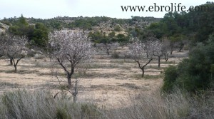 Detalle de Finca con pinares y roquedales con almendros por 36.000€