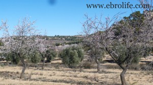 Detalle de Finca de olivos y almendros en producción con olivos por 27.000€