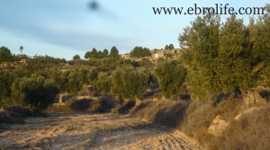 Foto de Olive farm near Maella en venta por 39.000€