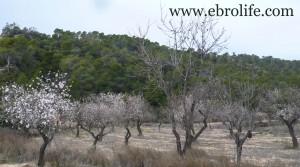 Finca con pinares y roquedales en venta con almendros por 36.000€