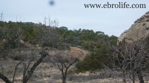 Finca con pinares y roquedales para vender con almendros