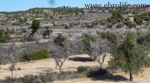 Finca de olivos y almendros en producción en oferta con masía por 27.000€