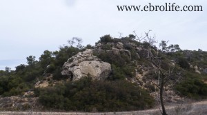 Foto de Finca con pinares y roquedales en venta con almendros por 36.000€