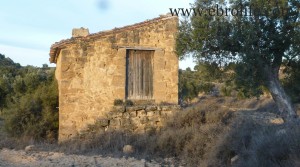 Foto de Finca de olivos cerca de Maella con olivos