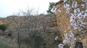 Vendemos Finca con pinares y roquedales con almendros por 36.000€