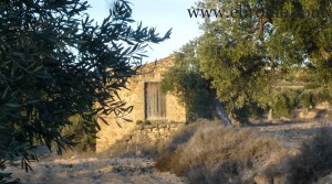 Foto de Olive farm near Maella en venta