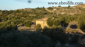 Olive farm near Maella en venta por 39.000€