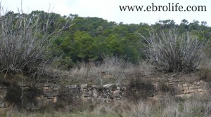 Finca con pinares y roquedales a buen precio con masía