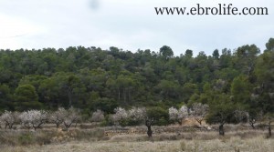 Finca con pinares y roquedales en oferta con masía