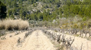 Detalle de Finca en Arens de Lledó con masía por 43.000€