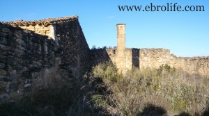 Detalle de Finca de regadío y secano con olivos