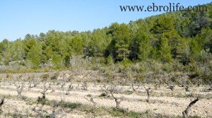 Foto de Finca en Arens de Lledó con masía