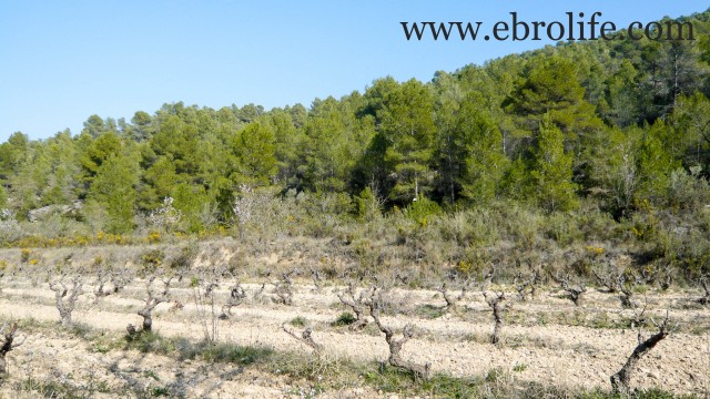 Finca en Arens de Lledó