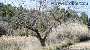 Foto de Finca en Arens de Lledó en venta con olivos por 43.000€