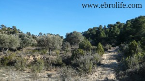 Vendemos Finca de regadío y secano con olivos