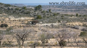 Finca próxima al río Algars en oferta con agua por 9.000€