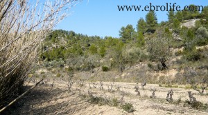 Vendemos Finca en Arens de Lledó con pinares por 43.000€