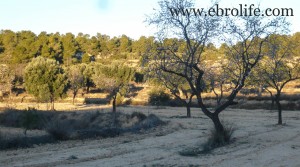 Vendemos Finca de olivos autóctonos con olivos