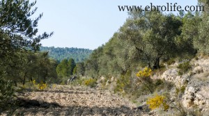 Foto de Finca en Arens de Lledó con agua