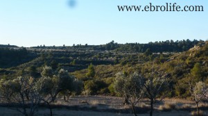 Foto de Finca de olivos autóctonos con olivos por 9.000€