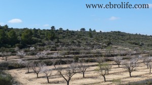 Foto de Finca próxima al río Algars en venta con almendros