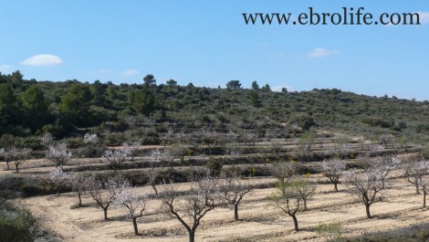 Finca próxima al río Algars