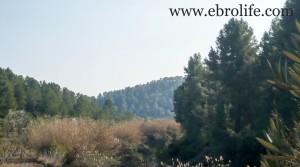 Vendemos Finca en Arens de Lledó con masía