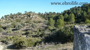 Foto de Finca de regadío y secano en venta con olivos