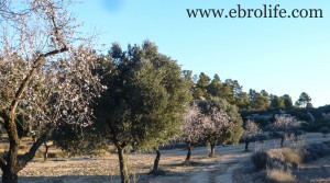 Foto de Finca de olivos autóctonos con higueras