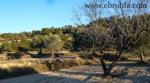 Finca de olivos autóctonos en venta con almendros por 9.000€