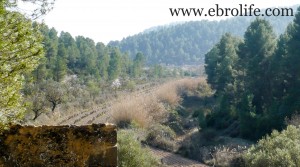 Finca en Arens de Lledó en venta con pinares