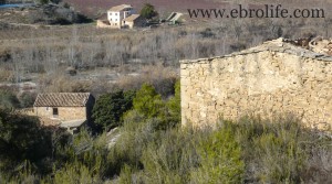 Finca de regadío y secano en venta con olivos