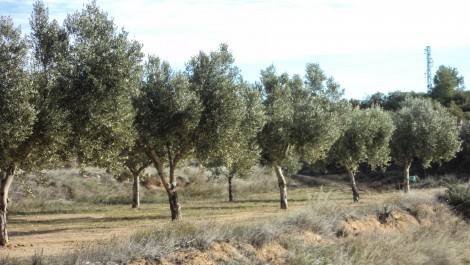 Finca con riego por elevación