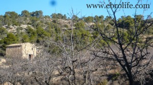 Foto de Finca y masía con cisterna de agua en venta con almendros por 23.000€