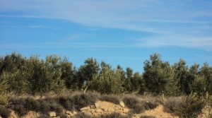 Foto de Finca con riego por elevación con olivos por 24.000€