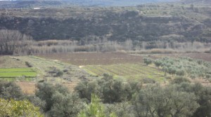 Finca con riego por elevación en oferta con olivos