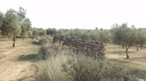 Foto de Finca con riego por elevación con agua