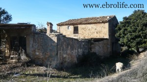 Finca de regadío y secano en oferta con olivos