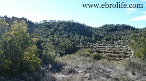 Vendemos Finca con masía típica con olivos