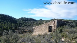 Foto de Finca con masía típica en venta con olivos