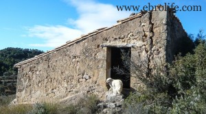 Finca con masía típica a buen precio con olivos