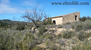 Foto de Finca con masía típica en venta con olivos por 16.000€