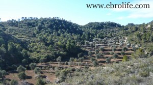 Finca con masía típica en oferta con masía