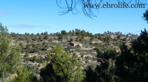 Foto de Finca con masía típica con almendros